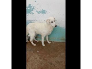 UN'OPPORTUNITA' PER QUESTE ANIME, CANI IN ADOZIONE