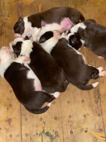 Vendesi Border collie di alta genealogia - Foto 9