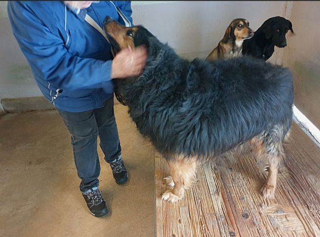CANE IN ADOZIONE: ARDIAN, simil bernese - Foto 8