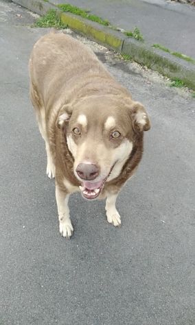 Cagnolino simpaticissimo cerca adozione