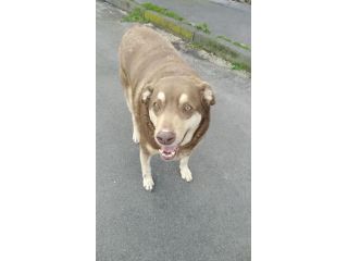 Cagnolino simpaticissimo cerca adozione