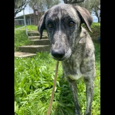 Bellissima Tea cagnolina in adozione - Foto 5