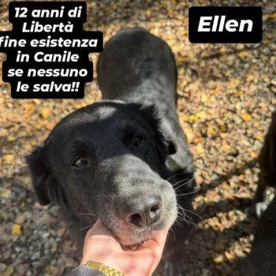 DUE NONNINE DOLCISSIME CERCANO CASA, CAGNOLINE IN ADOZIONE - Foto 5