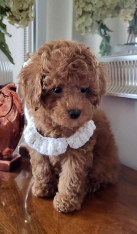 BARBONCINO TOY - BARBONCINI NANI CUCCIOLI - pag agevolato fino a 12 mesi