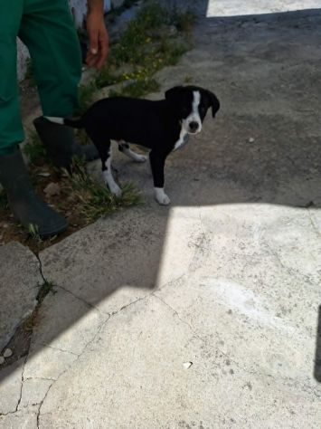 Ma che ci faccio io in canile? portami vai da qui. - Foto 2