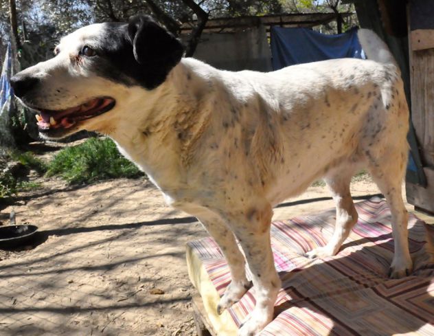 DORA, deliziosa cagnolina agée - Foto 3
