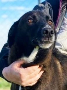 MAI SCELTI: CANI IN ADOZIONE