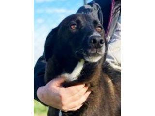 MAI SCELTI: CANI IN ADOZIONE