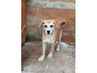 AKITA INU INCR., BERRY, BAMBI, BRUNO, BOWIE E BOLT, 8 MESI: CERCANO CASA!