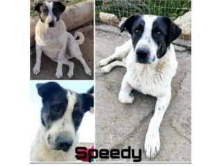 Speedy un cucciolone da sogno non ha ancora trovato casa