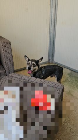 Bueno: taglia piccola socievole e dolce - Foto 5