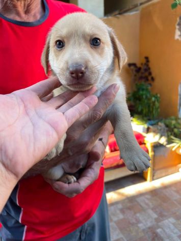 Axel cucciolo - Foto 4