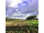 Agriturismo Casale San Benedetto