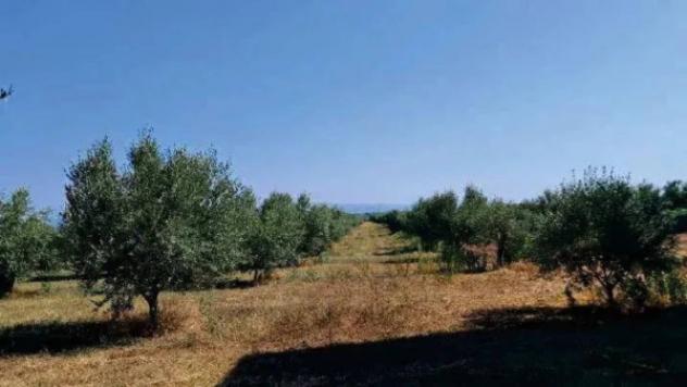 Immobile in asta di 24000 m² in vendita a Gioia Tauro - Foto 4