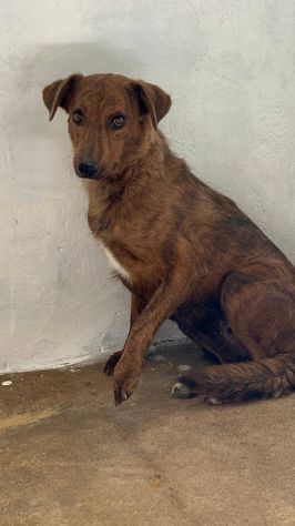 HOLLANDE, SPAVENTATA DAL CANILE CAGNOLINA IN ADOZIONE - Foto 4