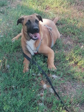 3anni e 1/2  Pastore Belga Malinois salvata sotto la pioggia 2anni fa!SOS NAPOLI - Foto 7