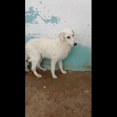 UN'OPPORTUNITA' PER QUESTE ANIME, CANI IN ADOZIONE - Foto 3