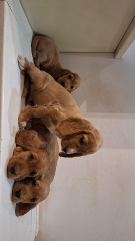 Cuccioli di Cocker Spaniel - Foto 3