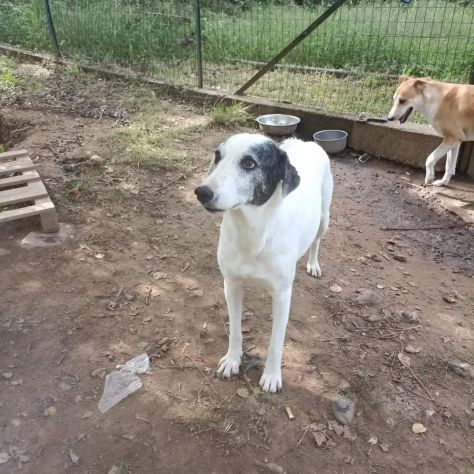 PLAYA, docile e pacata, un destino da cambiare,  cagnolina in adozione - Foto 6