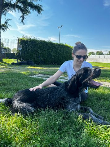 IBRA, sfortunato drahthaar in regalo - Foto 4