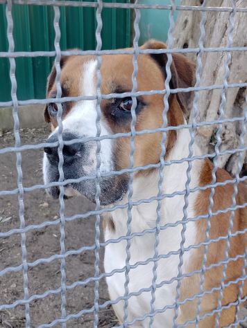 NADIR SIMIL BOXER SOCIEVOLE EDUCATO CANE IN ADOZIONE - Foto 6