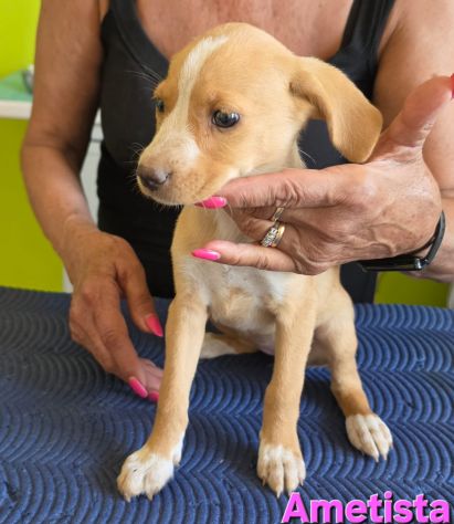 AMETISTA,cucciola mix volpino breton - Foto 6