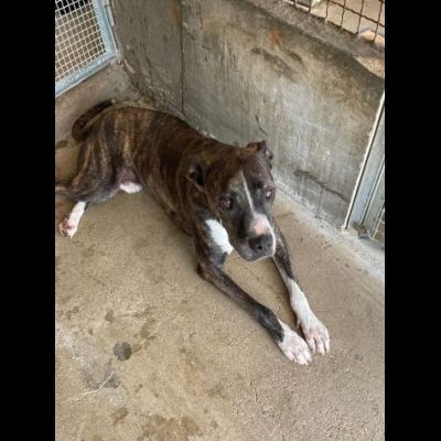 RONALDO equilibrato e socievole CANE IN ADOZIONE - Foto 3