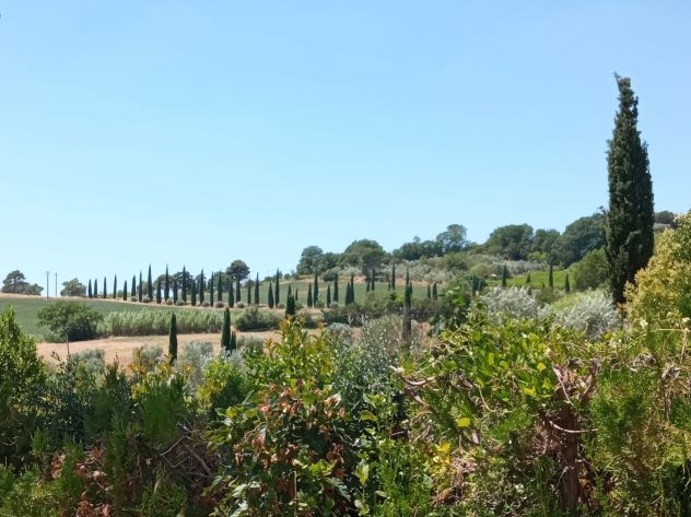 Riparbella: piccolo nido in giardino di ulivi, 15 minuti dal mare - Foto 9