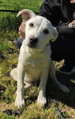 Cagnolini in adozione futura tg. medio contenuta cercano una famiglia per sempre - Foto 4