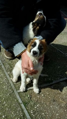 DOLLY E LARA, cuccioline stupende per strada - Foto 2