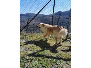 RENZO MERAVIGLIOSO CANE IN ADOZIONE