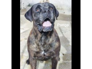 PONGO E PEGGY MERAVIGLIOSI, MERITANO UNA CASA; CANI IN ADOZIONE