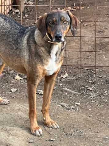 MELAMPO MIX SEGUGIO CANE IN ADOZIONE TG MEDIO CONTENUTA - Foto 4