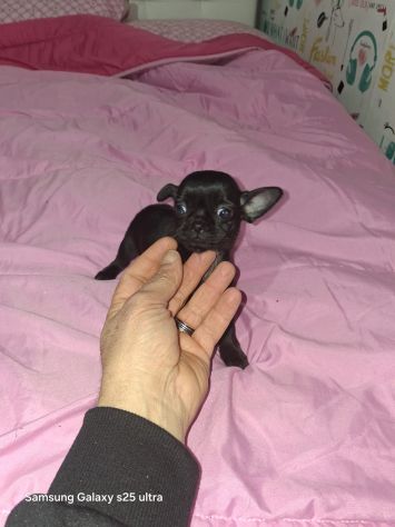 Chihuahua Toy femmina - Foto 2