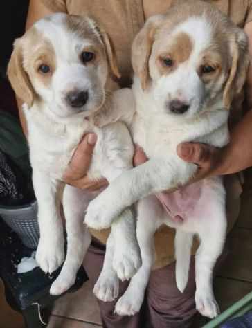 Artù e Daisy cuccioli - Foto 6