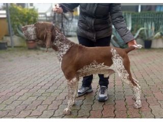 Bracco Italiano Stallone Roano-Marrone disponibile per monte