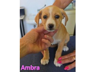 AMBRA,cucciola mix volpino breton