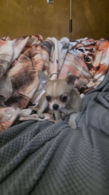 Chihuahua cuccioli toy - Foto 7