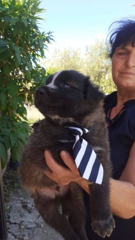 Ulisse cucciolo - Foto 4