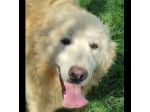 STANNO CRESCENDO IN CANILE; MERITANO UNA VITA . GIOVANI CAGNOLINI IN ADOZIONE