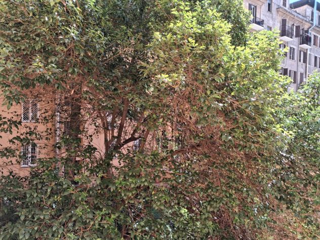 Roma Flaminio stanza singola - Foto 6