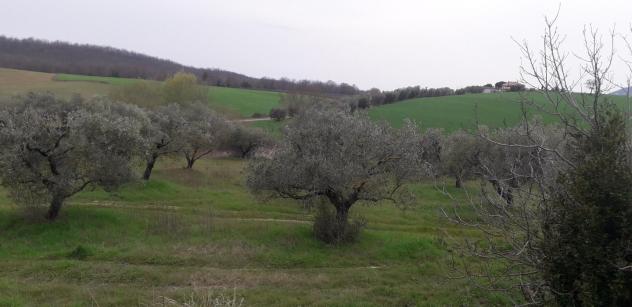 Rustico in vendita a Manciano 800 mq Rif: 1035606 - Foto 3