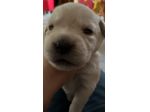 Cuccioli di Labrador Retriver