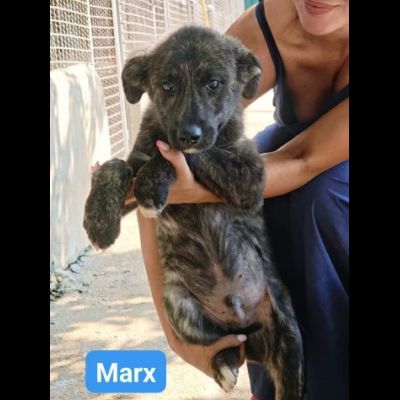 Marx , Freud, Hegel, Renée, cuccioli in adozione - Foto 2