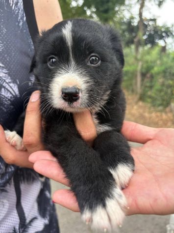 Moka cucciola - Foto 3