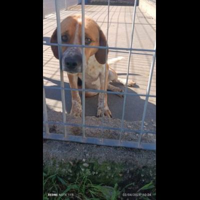 BENNY LA DOLCEZZA, CAGNOLINO IN ADOZIONE - Foto 2