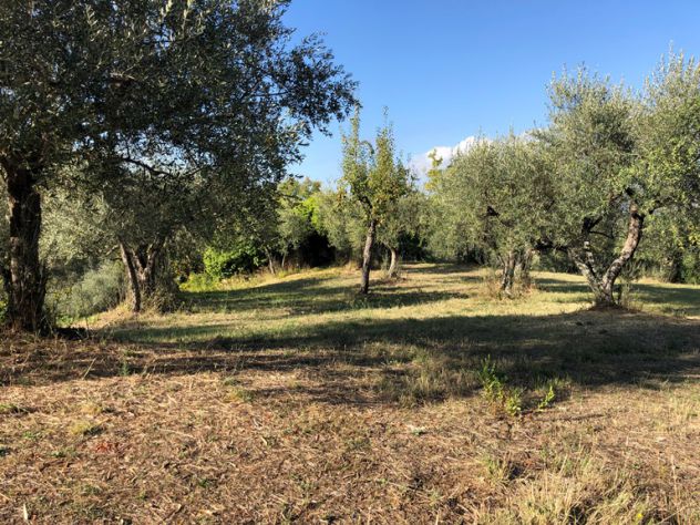 Roccadaspide loc.Cesine terreno con uliveto e ruderi - Foto 9