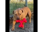 EMMER UNA NUOVA VITA, CANE IN ADOZIONE