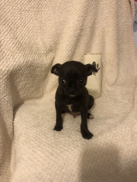 Tre cuccioli chihuahua - Foto 8
