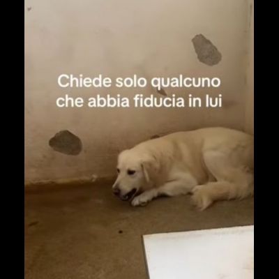 GERONIMO imprigionato senza colpa CANE IN ADOZIONE - Foto 9